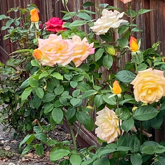 Meet your Posher, Bree - Picture 1 of 1